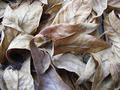 Leaves
