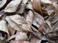 Leaves