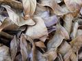 Leaves