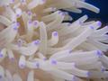 Anemone