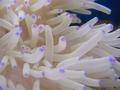 Anemone