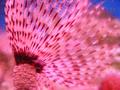Anemone
