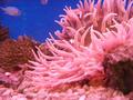 Anemone