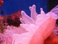 Anemone