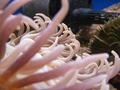 Anemone