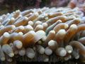 Anemone