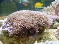 Anemone
