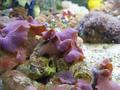 Anemone