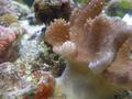 Anemone