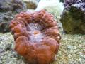 Anemone