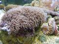 Anemone