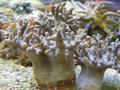 Anemone