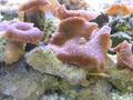 Anemone