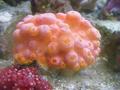 Anemone