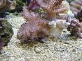 Anemone