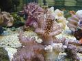Anemone