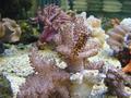 Anemone