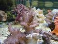 Anemone