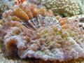 Anemone