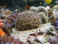 Anemone