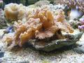 Anemone