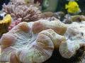 Anemone