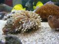 Anemone