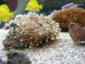 Anemone