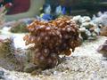 Anemone