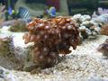 Anemone