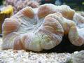 Anemone