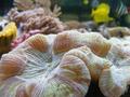 Anemone
