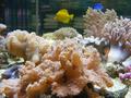 Anemone