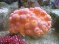 Anemone