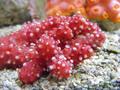 Anemone