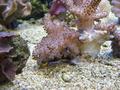 Anemone