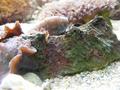 Anemone