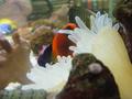 Anemone