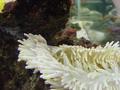 Anemone