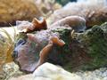 Anemone