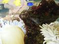 Anemone