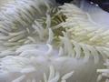Anemone