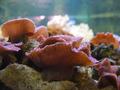 Anemone