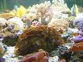 Anemone