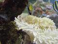 Anemone