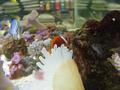 Anemone