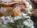 Anemone