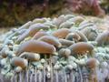 Anemone