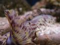 Anemone