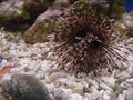Anemone
